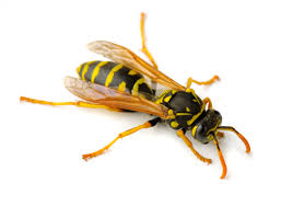The cicada is often held upside down and straddled, after which the wasp takes off and glides home to the nest (fig. Wasps Ewasp