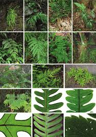 Image result for Pteris similis