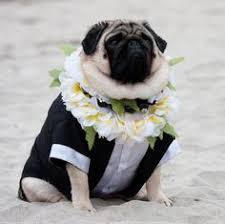 10 Photos Of Unimpressed Pugs In Costumes Pugs In Costume Dog Tuxedo Pug Dog