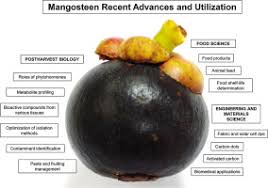 Valorization Of Mangosteen The Queen Of Fruits And New Advances In Postharvest And In Food And Engineering Applications A Review Sciencedirect