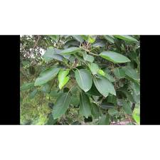 Image result for Ficus virens