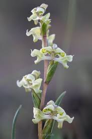 Image result for Disperis