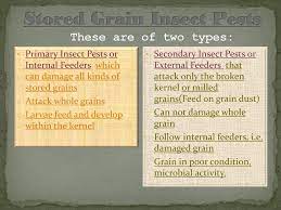 No significant difference in response to drought. Insect Pests Of Stored Grains And Pulses Ppt Download