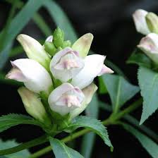 Image result for Blotiella glabra