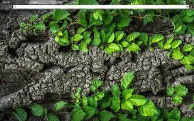 Search the world's information, including webpages, images, videos and more. Tree Bark Google Theme For Chrome