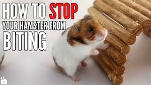 May 30, 2020 · tips on how to stop hamster biting cage at night tip #1: How To Stop A Hamster From Biting Cage Neeness