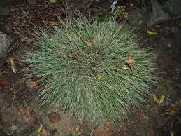 Image result for Festuca chodatiana