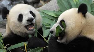Buat momen anda sekeluarga bersama kebun binatang bandung :d anda bisa membagi momen anda di. Kebun Binatang Kanada Krisis Bambu Panda Mudik Ke China