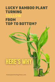 Lucky Bamboo Plant Turning Yellow From Top To Bottom Here S Why In 2021 Lucky Bamboo Plants Bamboo Plants Lucky Bamboo