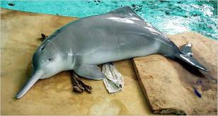 Maybe you would like to learn more about one of these? 10 Recently Extinct Animals Listverse