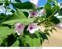 Image result for Ipomoea carnea