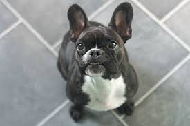 The sooner your dog learns the proper place to use the bathroom, the better chance of quick success for french bulldog potty training. How To Deal With Your Dog Peeing In The House