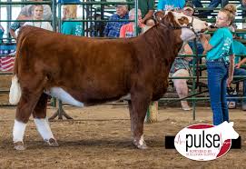 This snapshot of the website 'altenashowcattle.com' was generated on june 03 2011 00:52. 2020 South Dakota Summer Spotlight Purebred Simmental Heifer The Pulse