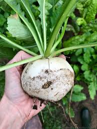 Some turnips are tasty when allowed to grow large, but check that's the case with your variety. How To Grow Turnips Start To Finish One Hundred Dollars A Month