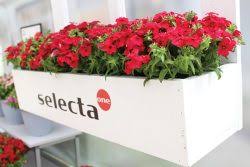 Manta makes it easy to find local businesses in your area using our vast small business directory finder. Top Annuals Named For 2020 21 In Canada Greenhouse Canada