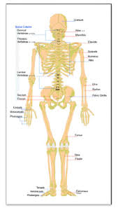 Draw a labelled diagram of unstriated muscle tissue and mention its occurrence, features and functions. Ncert Class 11 Biology Locomotion And Movement Important Notes