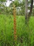 Image result for Satyrium coriophoroides