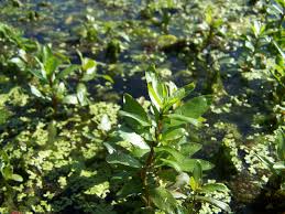 Image result for Hygrophila