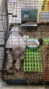 Pregnant Mini Lop Due Any Day Cloudy Feb 28 2017 Mini Lop Rabbits Sable Point Mini Lop Bunnies Mini Lop Bunnies Lop Bunnies Mini Lop Rabbit