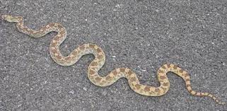 More Types Of Snakes Types Of Snake Snake Animal Facts