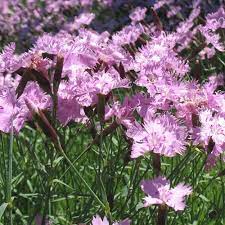 My bath's pink cheddar pinks were purchased from nursery stock last year. Bath S Pink Dianthus Plants For Sale Garden Pinks Free Shipping