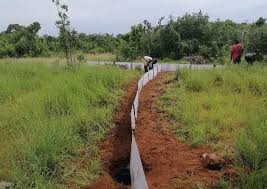 Image result for Eriolaena rulkensii