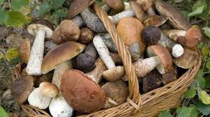 Pulire con uno straccio bagnato i funghi porcini e tagliarli grossolanamente in pezzi piccoli e. I Funghi Per Vivere A Tavola I Sapori E Gli Odori Del Bosco Il Faro Online