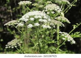 Image result for Heracleum