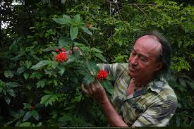 Image result for Rhodopentas