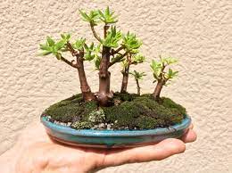 11 more photos view gallery. Crassula Sarcocaulis Mame Forest Bonsai