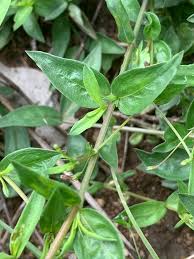 Image result for Oldenlandia affinis