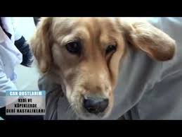 Kedi Ve Kopeklerde Uyuz Hastaligiyla Mucadele Youtube