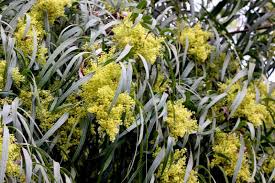 Image result for Searsia acuminatissima