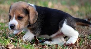 Look at pictures of beagle puppies who need a home. Beagle Puppies For Sale Delaware City De 93012