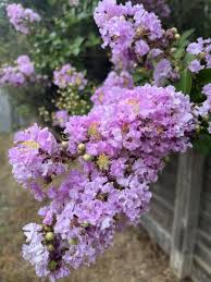 Image result for Fuirena abnormalis