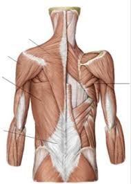 These important muscles control many motions that involve moving the arms and head — such as throwing a ball, looking up at the sky, and raising your hand. Muscles Of Back Chest And Arm Diagram Quizlet