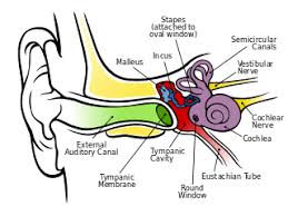 the five senses their functions video lesson