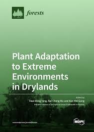 Image result for Zygophyllum leucocladum