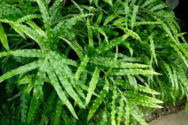 Image result for Pteris buchananii
