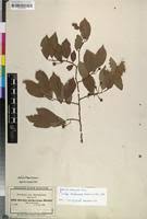 Image result for Grewia trichocarpa