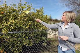 Located in bakersfield, ca, advanced pest services is a family owned and operated pest control and extermination company with 15 years experience. Homeowners Cash In On Novel Effort To Fight Citrus Threat News Bakersfield Com