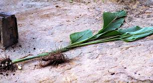 Image result for Maranta arundinacea