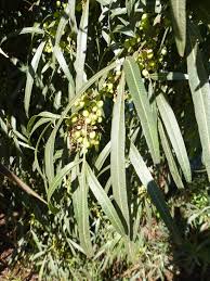 Maybe you would like to learn more about one of these? African Sumac Rhus Lancea Watershed Management Group
