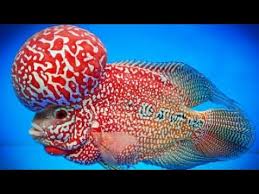 Top Best Types Of Flowerhorn Fish Expensive And Rare For Your Aquarium
