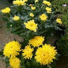 Check spelling or type a new query. Jual Bagus Tanaman Bunga Krisan Bunga Krisan Bunga Aster Di Lapak Eclairsedaap Bukalapak