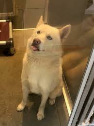 Check spelling or type a new query. Siberian Husky Rescue Dogs For Adoption Near Oakville Ontario Petcurious