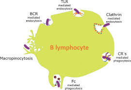 Image result for B-Lymphocyte