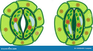 Image result for Stomatostemma