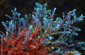 Chiết xuất tảo cầu vồng