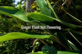 Leaves of the ginger plant get tall and can be easily damaged by winds. Ginger Leaves Curling Or Turning Brown Yellow White Is It Dying Ready To Diy